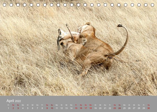 Produktbild: Die Magie der K&ouml;nige der Tiere (Tischkalender 2022 DIN A5 quer)