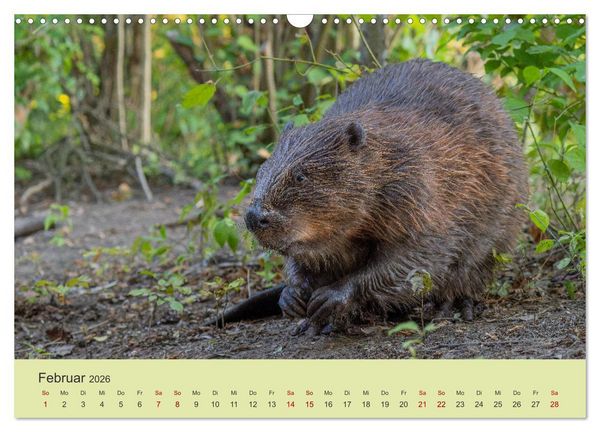 Produktbild: Faszination Biber (Wandkalender 2026 DIN A3 quer), CALVENDO Monatskalender