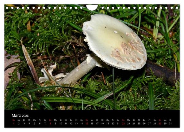 Produktbild: Pilze, Pilze (Wandkalender 2026 DIN A4 quer), CALVENDO Monatskalender