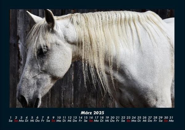 Produktbild: Die Welt der Pferde 2025 Fotokalender DIN A4