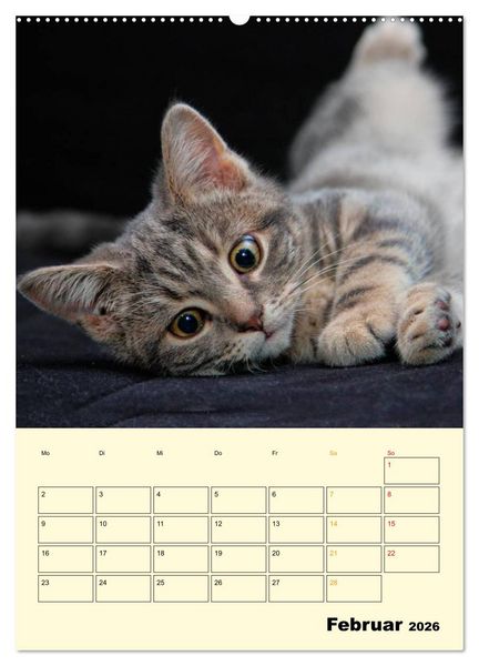 Produktbild: K&auml;tzchen - Theater (Wandkalender 2026 DIN A2 hoch), CALVENDO Monatskalender