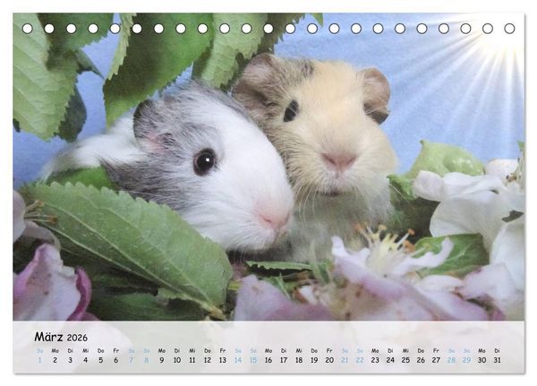 Produktbild: Meerschweinchen 2026 - bezaubernd, hinrei&szlig;end, entz&uuml;ckend (Tischkalender 2026 DIN A5 quer), CALVENDO Monatskalender