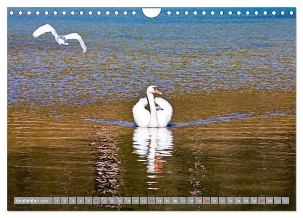 Produktbild: Der Schwanentanz (Wandkalender 2026 DIN A4 quer), CALVENDO Monatskalender