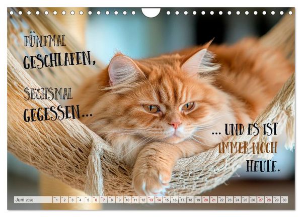 Produktbild: Katzenlogik - Wenn Blicke miauen k&ouml;nnten (Wandkalender 2026 DIN A4 quer), CALVENDO Monatskalender