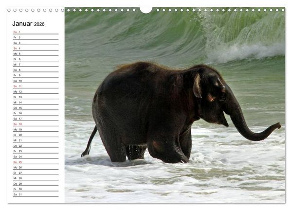 Produktbild: Elefanten - Wasserspa&szlig; am Strand (Wandkalender 2026 DIN A3 quer), CALVENDO Monatskalender