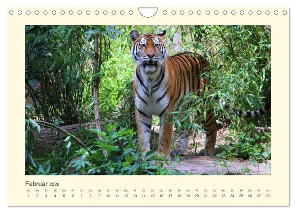 Produktbild: Sibirische Tigerportraits (Wandkalender 2026 DIN A4 quer), CALVENDO Monatskalender