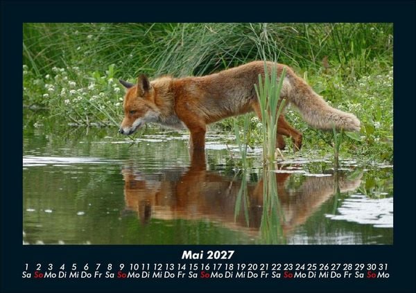 Produktbild: Waldbewohner 2027 Fotokalender DIN A5