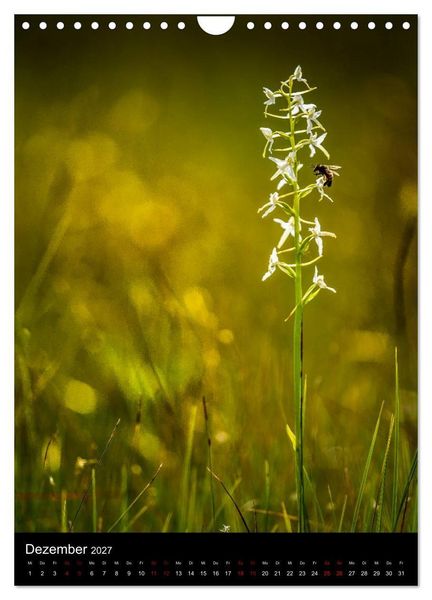 Produktbild: Im richtigen Licht: Wilde Orchideen in S&uuml;dbayern (Wandkalender 2027 DIN A4 hoch), CALVENDO Monatskalender