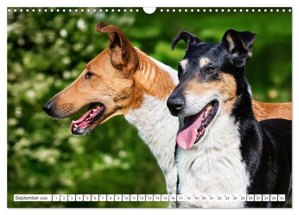 Produktbild: Ein Freund f&uuml;rs Leben - Smooth Collie (Wandkalender 2026 DIN A3 quer), CALVENDO Monatskalender