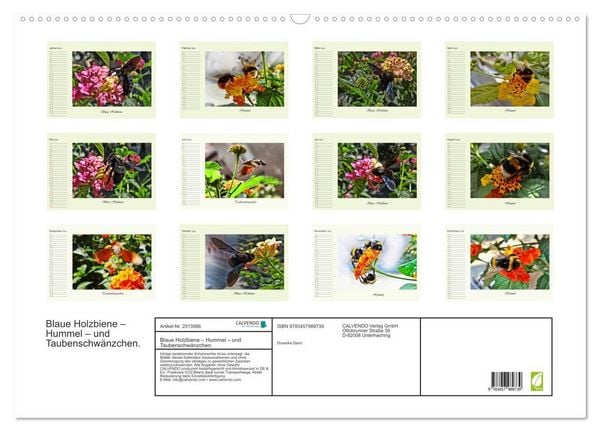 Produktbild: Blaue Holzbiene &ndash; Hummel &ndash; und Taubenschw&auml;nzchen. (Wandkalender 2026 DIN A2 quer), CALVENDO Monatskalender