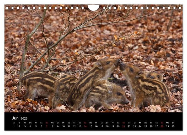 Produktbild: Wilde Wutzen. Das heimische Wildschwein (Wandkalender 2026 DIN A4 quer), CALVENDO Monatskalender
