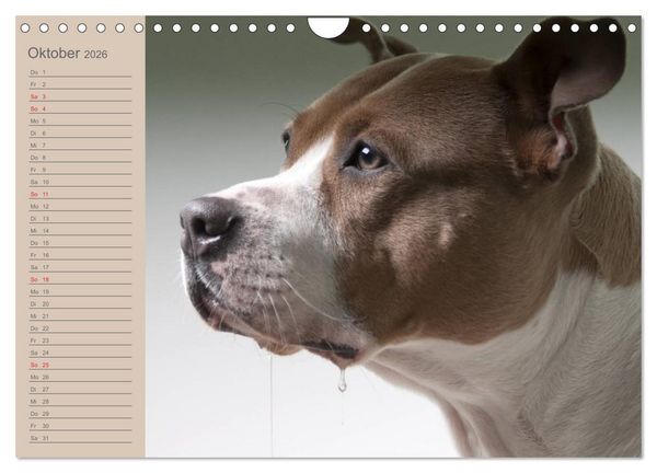 Produktbild: American Staff und Co. (Wandkalender 2026 DIN A4 quer), CALVENDO Monatskalender
