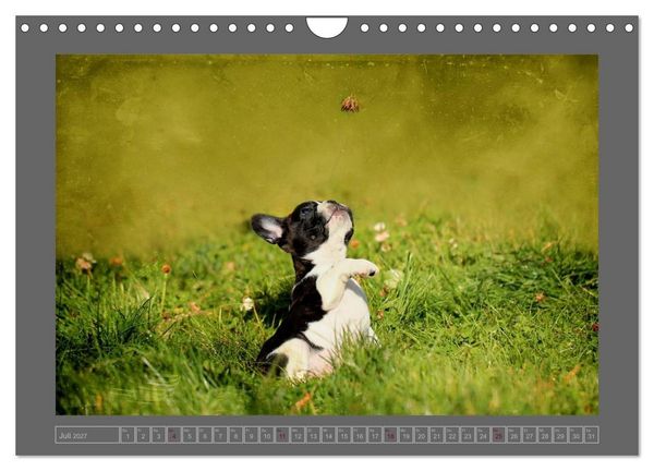 Produktbild: Franz&ouml;sische Bulldoggen (Wandkalender 2027 DIN A4 quer), CALVENDO Monatskalender
