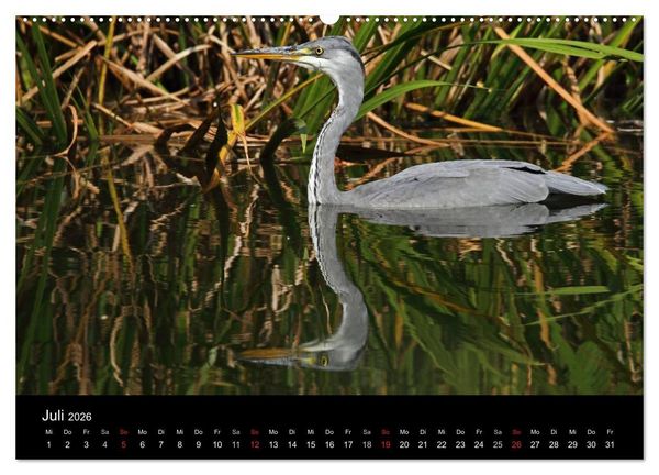Produktbild: Aus dem Leben der Graureiher (hochwertiger Premium Wandkalender 2026 DIN A2 quer), Kunstdruck in Hochglanz