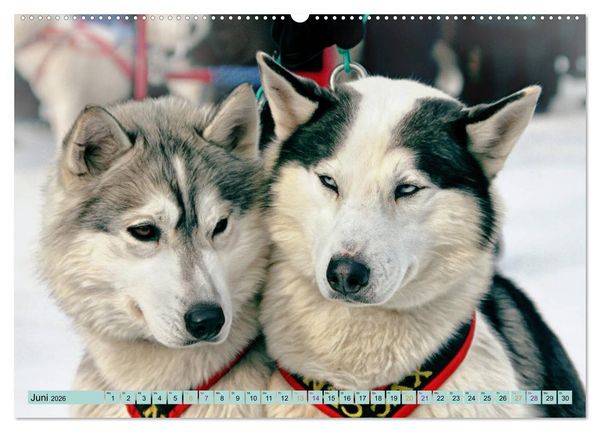 Produktbild: Huskies - Tolle Gef&auml;hrten (Wandkalender 2026 DIN A2 quer), CALVENDO Monatskalender
