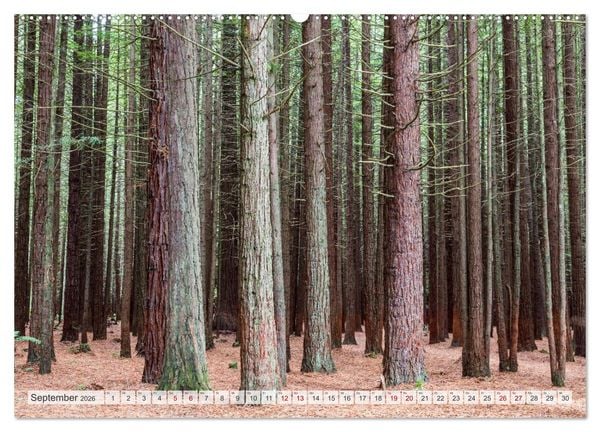 Produktbild: W&auml;lder der Welt (Wandkalender 2026 DIN A2 quer), CALVENDO Monatskalender