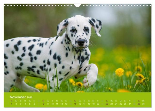 Produktbild: Dalmatiner 2026 (Wandkalender 2026 DIN A3 quer), CALVENDO Monatskalender