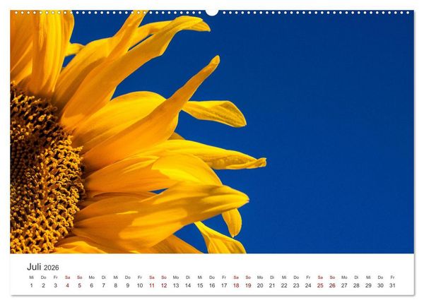 Produktbild: Sonnenblumen - Erstrahlen im freundlichen Gelb. (hochwertiger Premium Wandkalender 2026 DIN A2 quer), Kunstdruck in Hochglanz