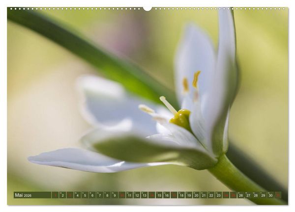 Produktbild: Die Natur hautnah (hochwertiger Premium Wandkalender 2026 DIN A2 quer), Kunstdruck in Hochglanz
