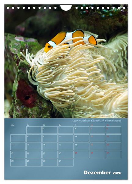 Produktbild: Bunte Riffbewohner - Fische, Anemonen und noch viel mehr (Wandkalender 2026 DIN A4 hoch), CALVENDO Monatskalender