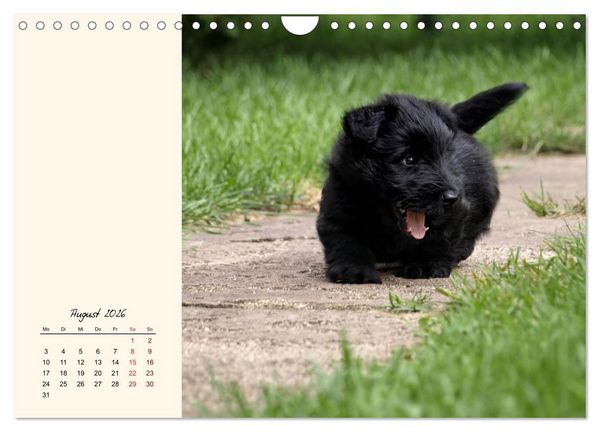 Produktbild: Scottish Terrier - Charmantes Rauhbein (Wandkalender 2026 DIN A4 quer), CALVENDO Monatskalender