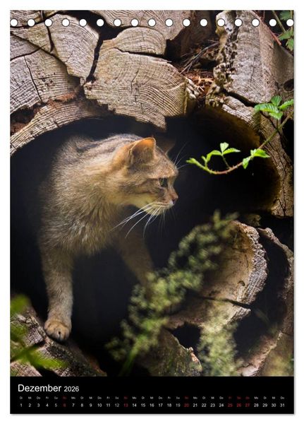 Produktbild: Wildkatzen - scheue J&auml;ger (Tischkalender 2026 DIN A5 hoch), CALVENDO Monatskalender