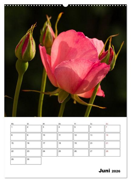 Produktbild: Zauberhafte Rosen (hochwertiger Premium Wandkalender 2026 DIN A2 hoch), Kunstdruck in Hochglanz