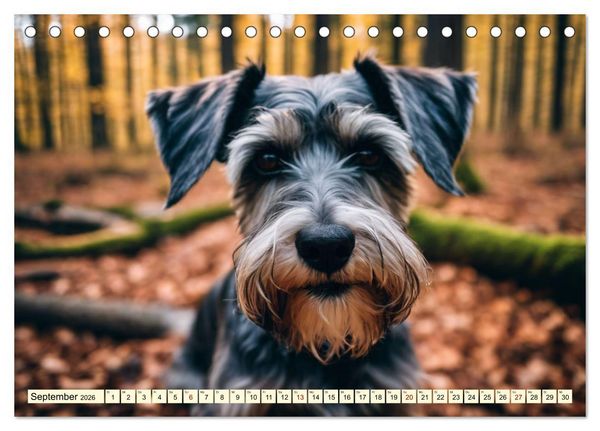 Produktbild: Schnauzer - vielseitige Allrounder (Tischkalender 2026 DIN A5 quer), CALVENDO Monatskalender