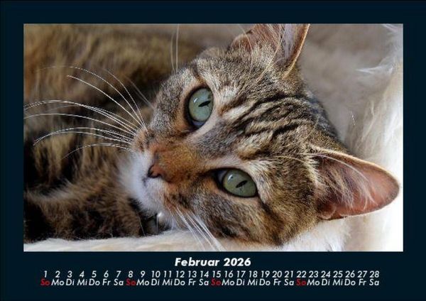 Produktbild: F&uuml;r Katzenfreunde 2026 Fotokalender DIN A5