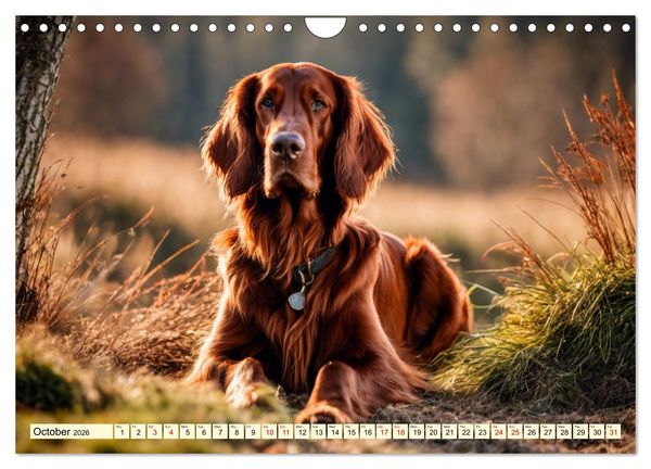 Produktbild: Irish Setter - pure grace (Wall Calendar 2026 DIN A4 landscape), CALVENDO 12 Month Wall Calendar
