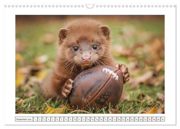 Produktbild: Kleine freche Nerze (Wandkalender 2026 DIN A3 quer), CALVENDO Monatskalender