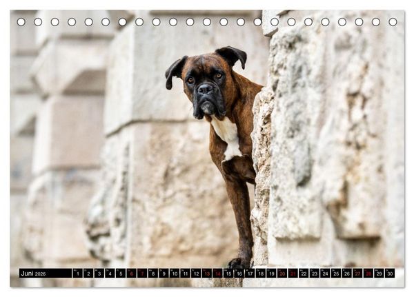 Produktbild: K&auml;the - ein Boxer mit Charme (Tischkalender 2026 DIN A5 quer), CALVENDO Monatskalender