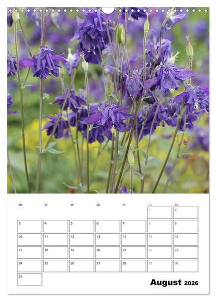 Produktbild: Zauberhafte Akeleien (Wandkalender 2026 DIN A3 hoch), CALVENDO Monatskalender
