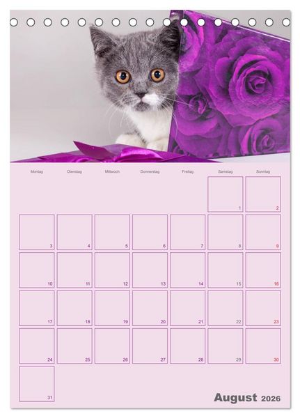 Produktbild: Britisch Kurzhaar Katzen - Planer (Tischkalender 2026 DIN A5 hoch), CALVENDO Monatskalender