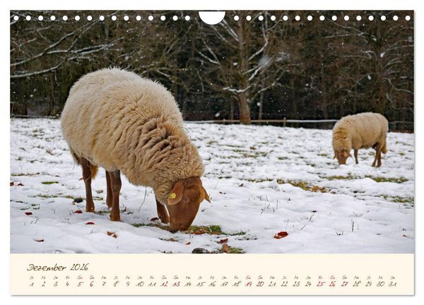 Produktbild: Coburger Fuchsschaf (Wandkalender 2026 DIN A4 quer), CALVENDO Monatskalender