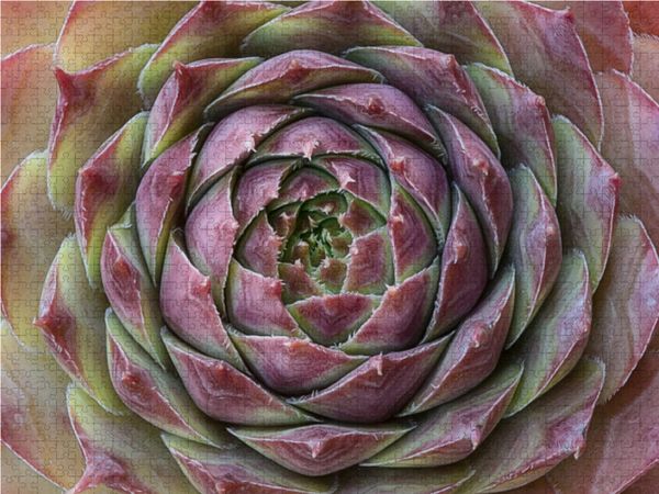 Produktbild: CALVENDO Puzzle Sukkulenten Galerie 1000 Teile Lege-Gr&ouml;&szlig;e 64 x 48 cm Foto-Puzzle Bild von Beate Wurster