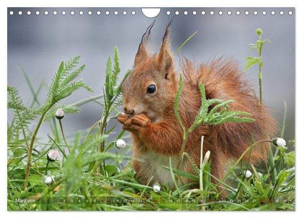 Produktbild: Eichh&ouml;rnchen in zauberhaften Posen (Wandkalender 2026 DIN A4 quer), CALVENDO Monatskalender