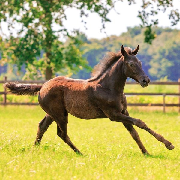 Produktbild: Magic Horses 2027