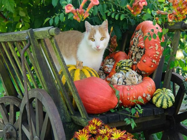 Produktbild: CALVENDO Puzzle Katze in einem Leiterwagen mit K&uuml;rbissen | 1000 Teile Lege-Gr&ouml;&szlig;e 64x48cm Foto-Puzzle f&uuml;r gl&uuml;ckliche Stunden