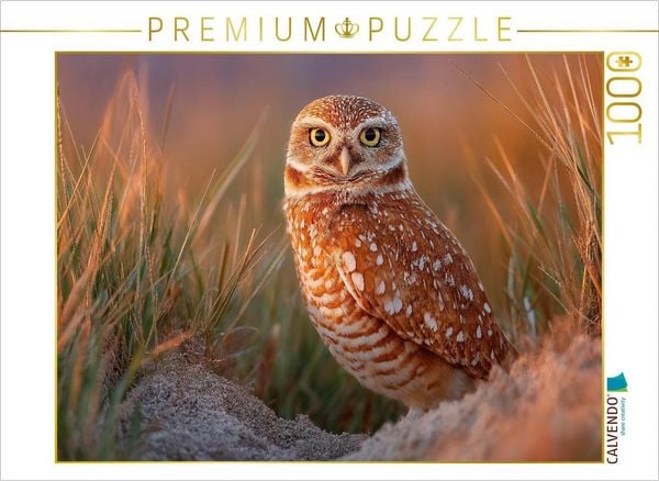 Produktbild: CALVENDO Puzzle Neugieriger H&ouml;hlenkauz im hohen Gras | 1000 Teile Lege-Gr&ouml;&szlig;e 64x48cm Foto-Puzzle f&uuml;r gl&uuml;ckliche Stunden