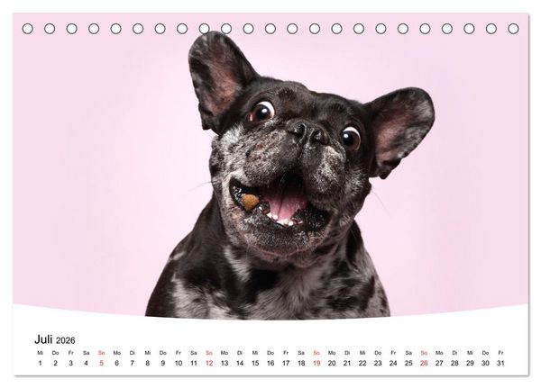 Produktbild: Bullys - Franz&ouml;sische Bulldoggen 2026 (Tischkalender 2026 DIN A5 quer), CALVENDO Monatskalender