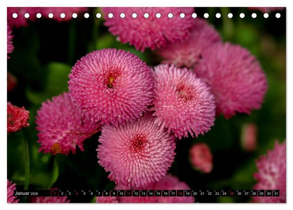 Produktbild: Kleine Blumen ganz gro&szlig; (Tischkalender 2026 DIN A5 quer), CALVENDO Monatskalender