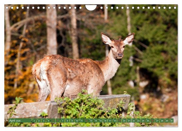 Produktbild: Waidmannsheil und Waidmannsdank (Wandkalender 2026 DIN A4 quer), CALVENDO Monatskalender