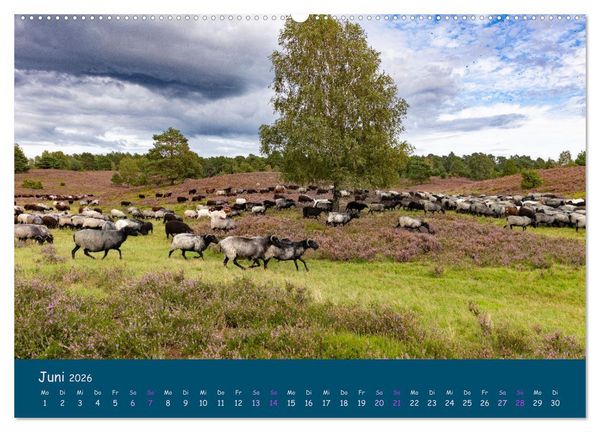 Produktbild: Heidschnucken, die pr&auml;chtigen Schafe der L&uuml;neburger Heide (hochwertiger Premium Wandkalender 2026 DIN A2 quer), Kunstdruck in Hochglanz