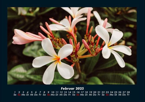 Produktbild: Blumenzauber 2025 Fotokalender DIN A4