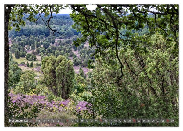 Produktbild: Die L&uuml;neburger Heide - In voller Bl&uuml;te (Wandkalender 2026 DIN A4 quer), CALVENDO Monatskalender