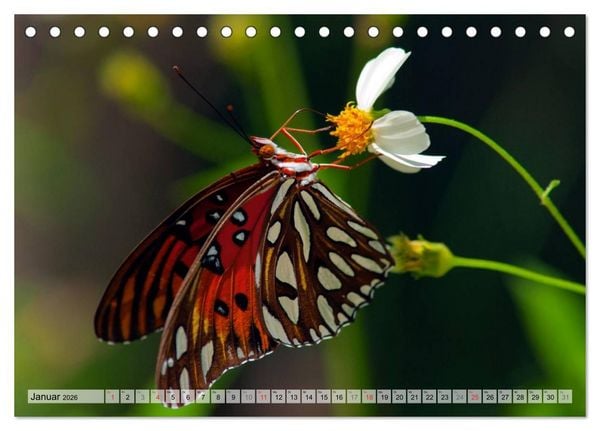 Produktbild: Schmetterlinge - zarte Gesch&ouml;pfe der Natur (Tischkalender 2026 DIN A5 quer), CALVENDO Monatskalender
