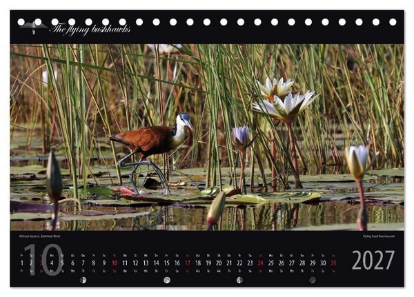 Produktbild: Botswana Blickwinkel 2027 (Tischkalender 2027 DIN A5 quer), CALVENDO Monatskalender