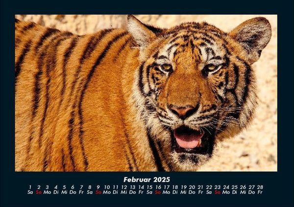 Produktbild: Tiger 2025 Fotokalender DIN A4