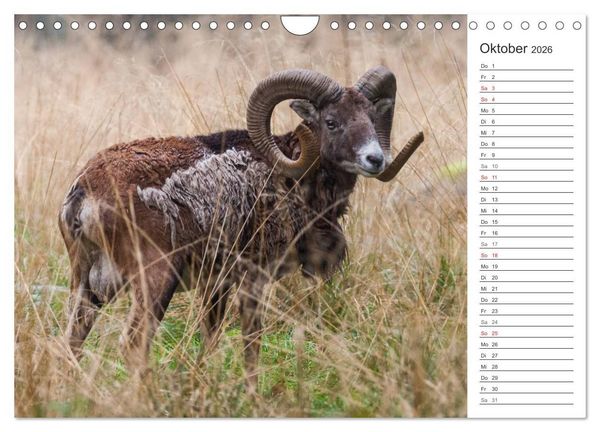 Produktbild: Emotionale Momente: Muffelwild. (Wandkalender 2026 DIN A4 quer), CALVENDO Monatskalender
